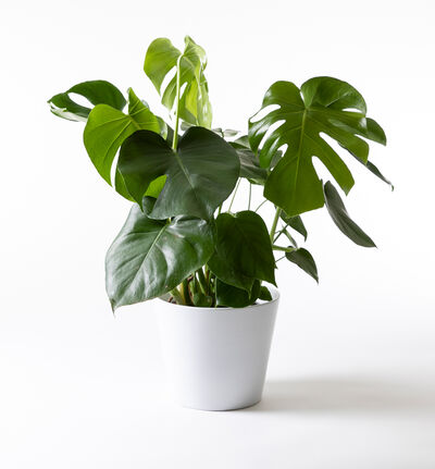 Monstera i hvit potte Monstera i hvit potte